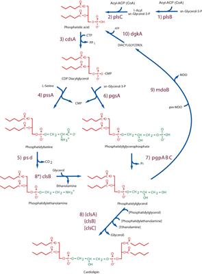 Eugene P. Kennedy’s Legacy: Defining Bacterial Phospholipid Pathways and Function